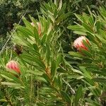 Protea caffra Flower