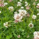 Trifolium pallescens Blomst