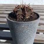 Gymnocalycium anisitsii Hoja