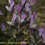 Astragalus hispanicus Floare