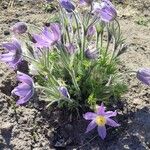 Pulsatilla patens Blüte