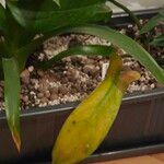 Philodendron panduriforme Leaf