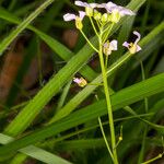 Arabidopsis halleri 果實