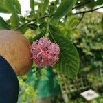 Dais cotinifolia Λουλούδι