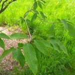 Acer carpinifolium Leaf