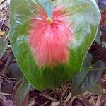 Anthurium andraeanum Flower