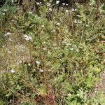 Iberis linifolia Libunga