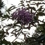 Jacaranda puberula Flor