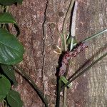 Anthurium pentaphyllum Kéreg