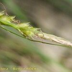 Carex halleriana Gyümölcs