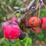 Malus baccata Фрукт