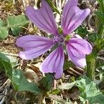 Malva setigeraCvet