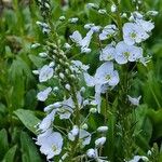 Veronica gentianoides Flower