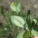 Draba nemorosa पत्ता