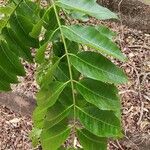 Toona ciliata Leaf