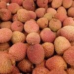 Litchi chinensis ഫലം