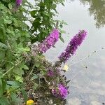 Lythrum salicaria Fiore