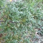 Fitzroya cupressoides Leht