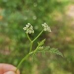 Torilis leptophylla Flor