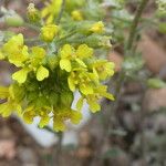 Alyssum montanum Kukka