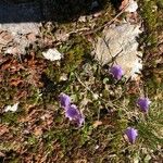 Soldanella pusilla Blomst