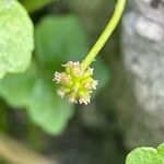 Bowlesia incana Flower