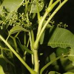 Cedrela odorata Frucht