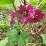 Malva arboreaफूल