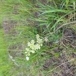 Anticlea elegans Blomma