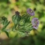 Silene apetala Fula