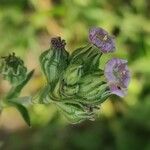 Silene apetala Blomst