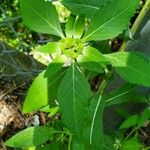 Euphorbia davidii পাতা