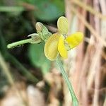 Vigna trilobata Fiore