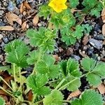 Potentilla megalantha Leaf