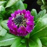 Primula denticulata Flower