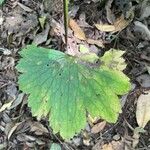 Ranunculus cortusifolius Leaf