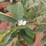 Citrus japonica फूल