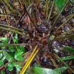 Sclerosperma mannii Rinde