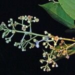 Nectandra purpurea Іншае