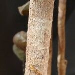 Polyscias scutellaria Кора