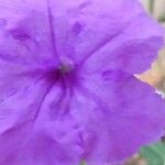 Ruellia simplexപുഷ്പം