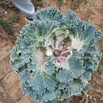 Crambe maritima Blad