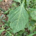 Solanum americanum Yaprak