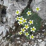 Saxifraga squarrosa Floare