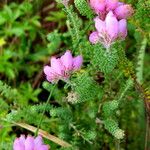 Erica tetralix Flors