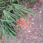 Crocosmia aurea Λουλούδι