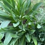 Drimia pancration Hoja