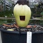 Amorphophallus titanum Hábito