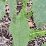 Borago officinalis Folha