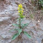 Solidago virgaurea Habitus